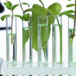 plantes phytothérapie