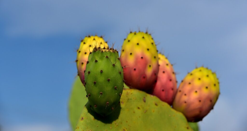Les Cactus : des végétaux curieux