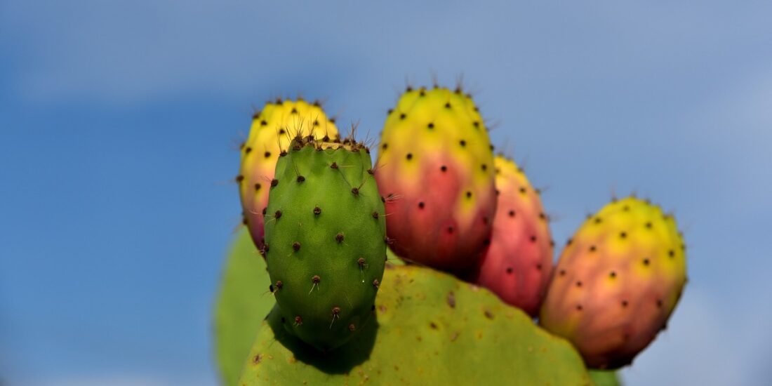 Les Cactus : des végétaux curieux