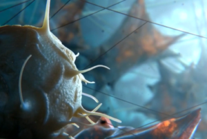 La vie d'une cellule
