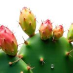 Cactus : Maîtres de la Survie Aride au-delà des Piquants