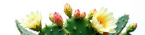 Cactus : Maîtres de la Survie Aride au-delà des Piquants