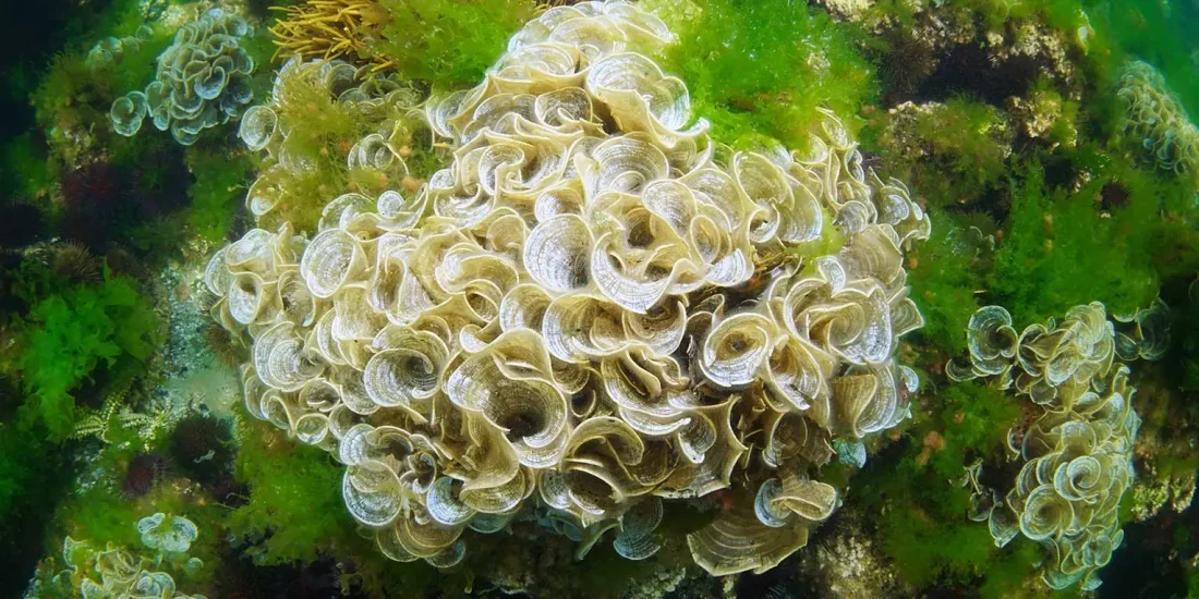 Le remodelage physiologique et pathologique du tissu osseux et les pertes calciques liées à l’âge. Apports de la compatibilité phylogénique issue des ressources marines avec une phéophycée : Padina pavonica de Polynésie