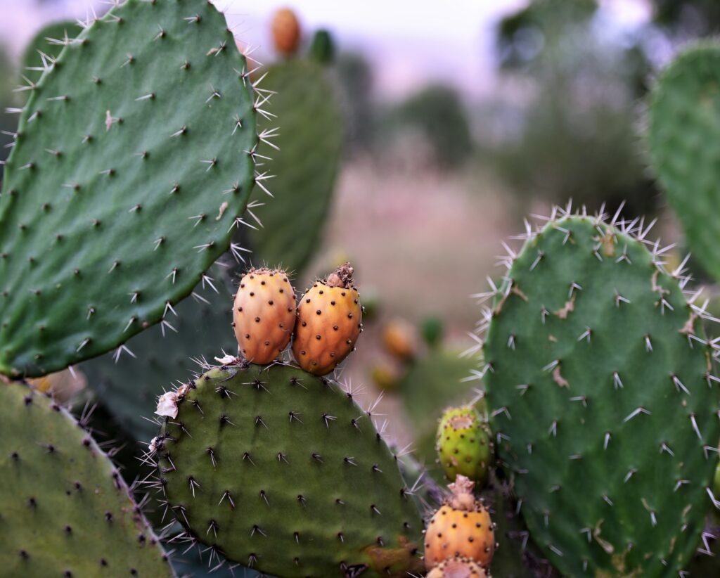 Cactus figue de Barbarie