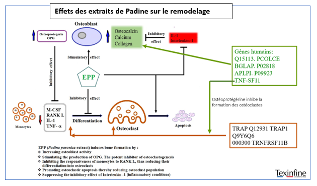 extrait de padine sur le remodelage